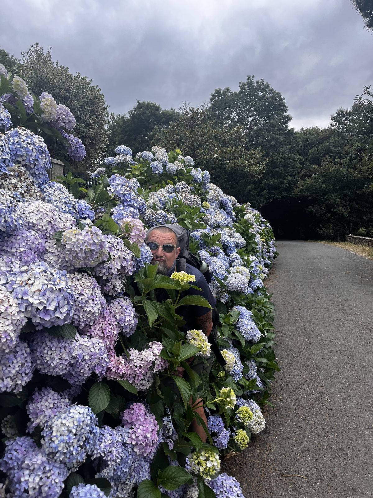 Nicki peeking out of a tall hydrangea hedge beside a country road