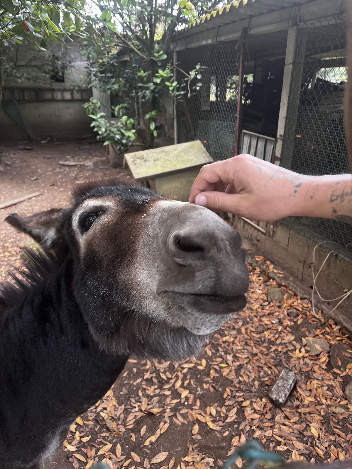 Close-up of a donkey's face being petted by Nicki's tattooed hand